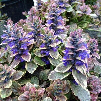 Живучка ползучая Бургунди Глоу - Dolina-Sad.Ru