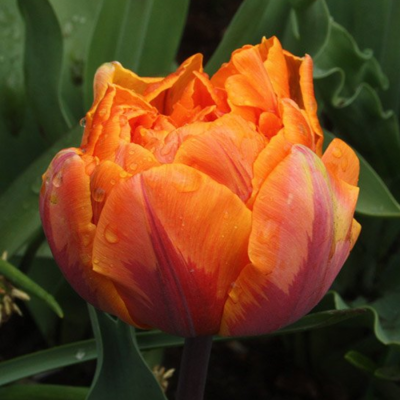 Тюльпан Орка - Dolina-Sad.Ru