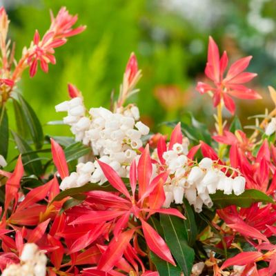 Пиерис японский Прелюдия Пиерис японский Прелюдия - Dolina-Sad.Ru