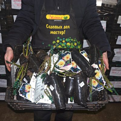 Роза Мунлайт Роза Мунлайт фото