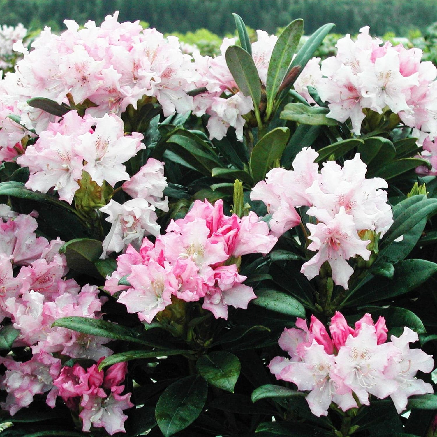 Рододендрон Дочь Похъелы Рододендрон Дочь Похъелы фото