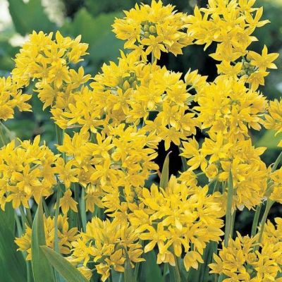 Аллиум Еллоу Фэнтези Аллиум Еллоу Фэнтези - Dolina-Sad.Ru