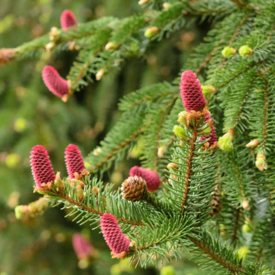 Ель Акрокона фото