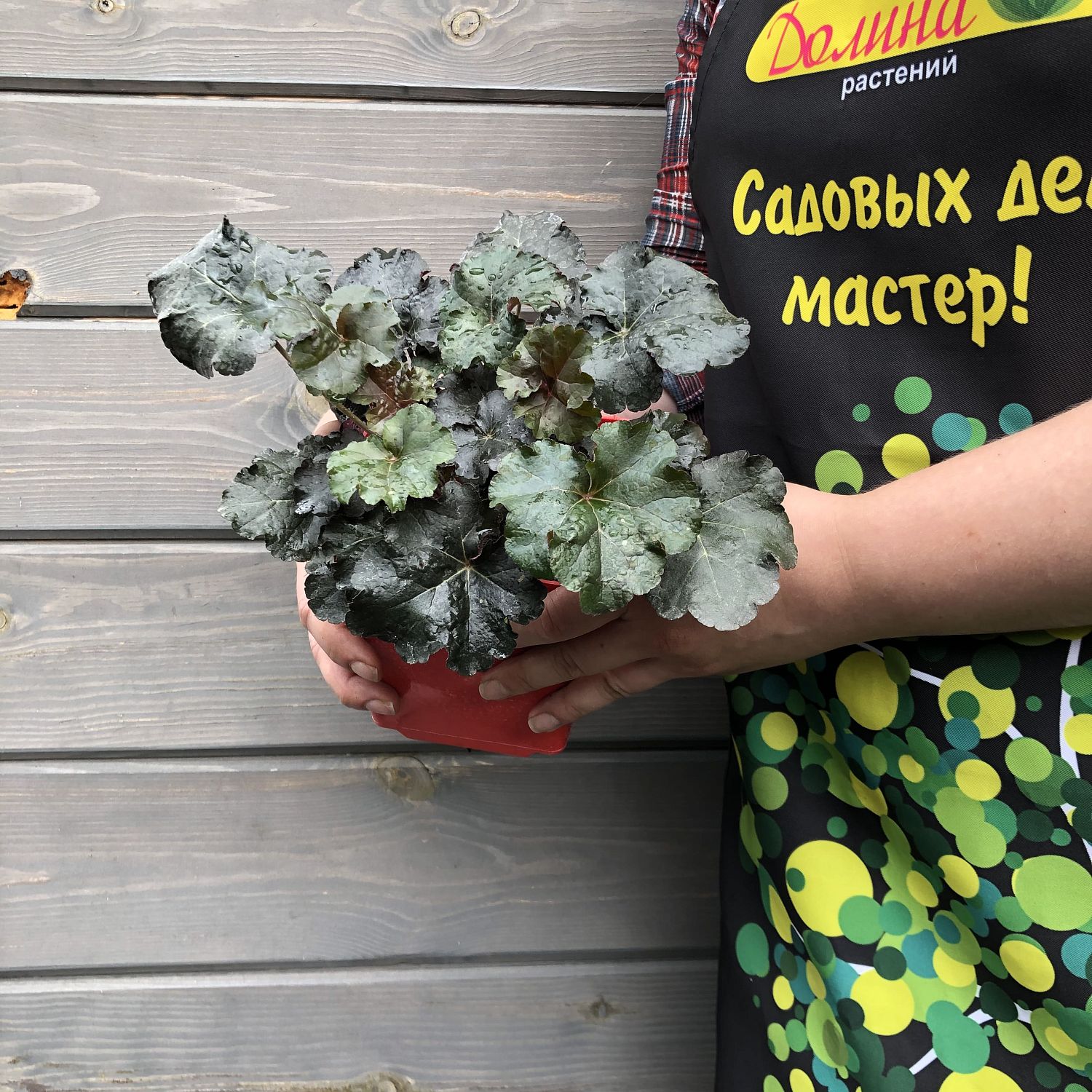 Гейхера Ворлд Кафе Американо , С1,5 Гейхера Ворлд Кафе Американо , С1,5 фото