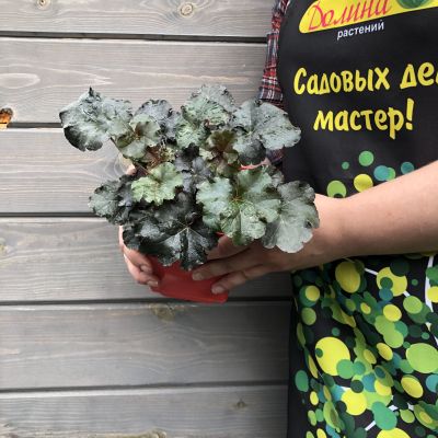 Гейхера Ворлд Кафе Американо , С1,5 Гейхера Ворлд Кафе Американо , С1,5 фото