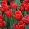 Тюльпан Руби Принц - Dolina-Sad.Ru