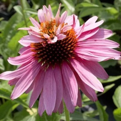Эхинацея Пурпур-Дабл Дак Эхинацея Пурпур-Дабл Дак фото