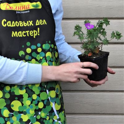 Герань кроваво-красная Макс Фрай Герань кроваво-красная Макс Фрай фото