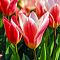 Тюльпан Хертс Делайт Тюльпан Хертс Делайт фото