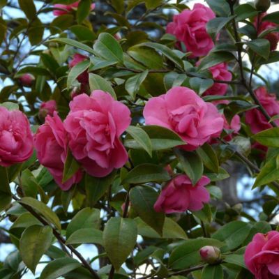 Камелия Дебби Камелия Дебби фото