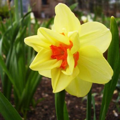 Нарцисс Дабл Фэшн фото