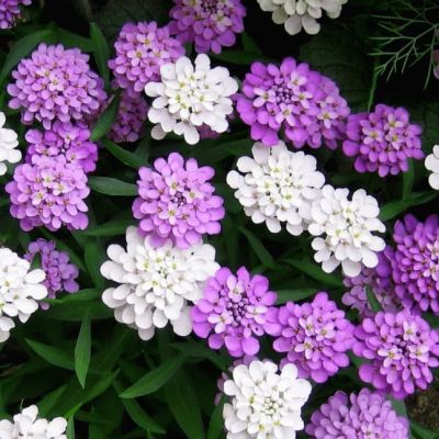 Иберис зонтичный Гранатовый лед Иберис зонтичный Гранатовый лед фото