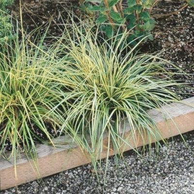 Осока Моррова Ауреовариегата Осока Моррова Ауреовариегата - Dolina-Sad.Ru