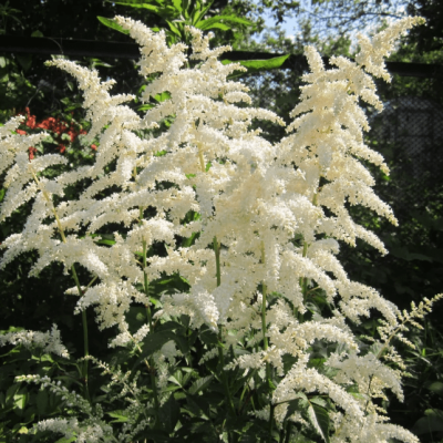 Астильба японская Дойчланд Астильба японская Дойчланд фото