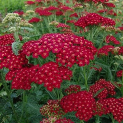 Тысячелистник Муншайн - Dolina-Sad.Ru