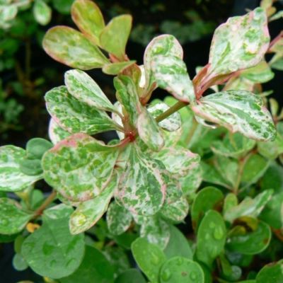 Барбарис Тунберга Келлерис, С2 - Dolina-Sad.Ru