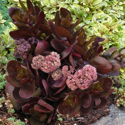 Седум Чоколат Дроп , x Седум Чоколат Дроп , x фото