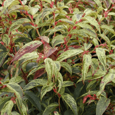 Леукотоэ Дефонтена Рэйнбоу Леукотоэ Дефонтена Рэйнбоу фото