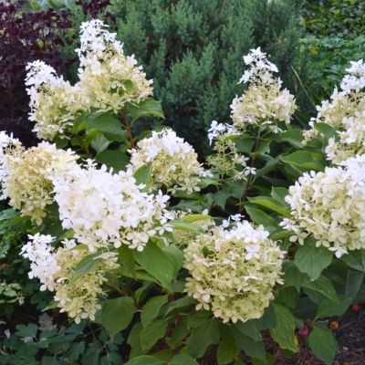 Гортензия метельчатая Долли Гортензия метельчатая Долли - Dolina-Sad.Ru