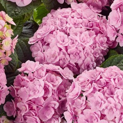 Гортензия крупнолистная Флорентина Гортензия крупнолистная Флорентина - Dolina-Sad.Ru