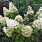 Гортензия метельчатая Долли Гортензия метельчатая Долли - Dolina-Sad.Ru