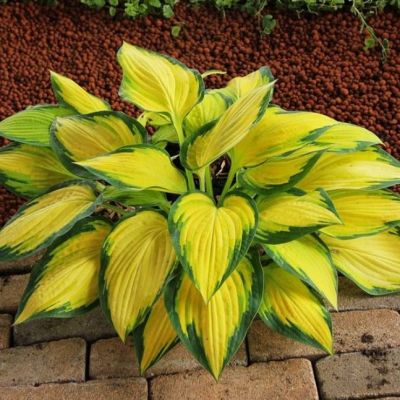 Хоста Оранж Мармелад , C2 Хоста Оранж Мармелад , C2 фото