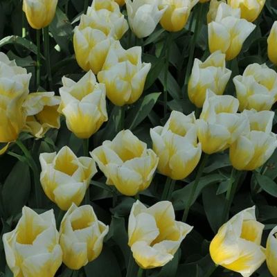 Тюльпан Свитхарт Тюльпан Свитхарт фото