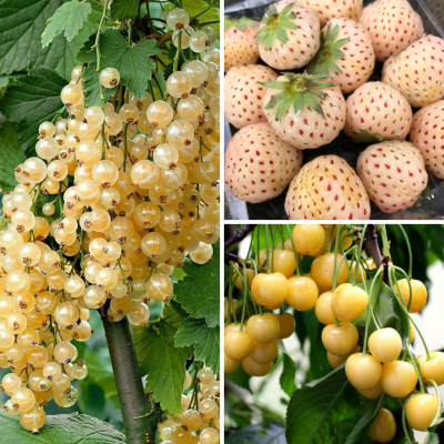 Комплект саженцев Ягод Альбинос Комплект саженцев Ягод Альбинос - Dolina-Sad.Ru