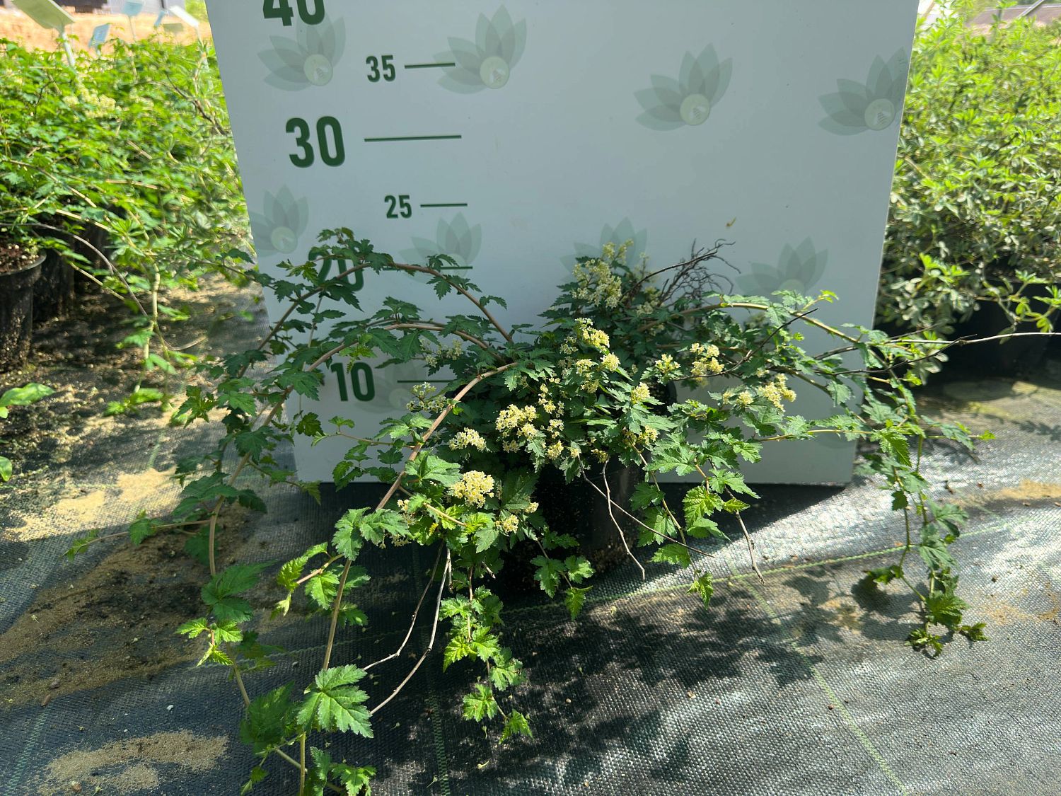 Стефанандра Криспа, С3 - Dolina-Sad.Ru