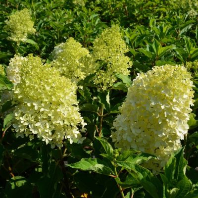 Гортензия метельчатая Мэджикал Лайм Спаркл Гортензия метельчатая Мэджикал Лайм Спаркл - Dolina-Sad.Ru