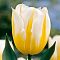 Тюльпан Яп Гроот Тюльпан Яп Гроот фото