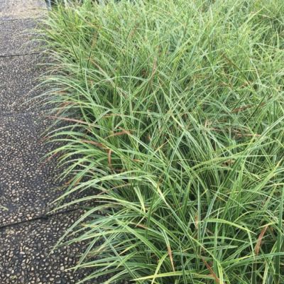 Осока Моррова Ауреовариегата Осока Моррова Ауреовариегата - Dolina-Sad.Ru