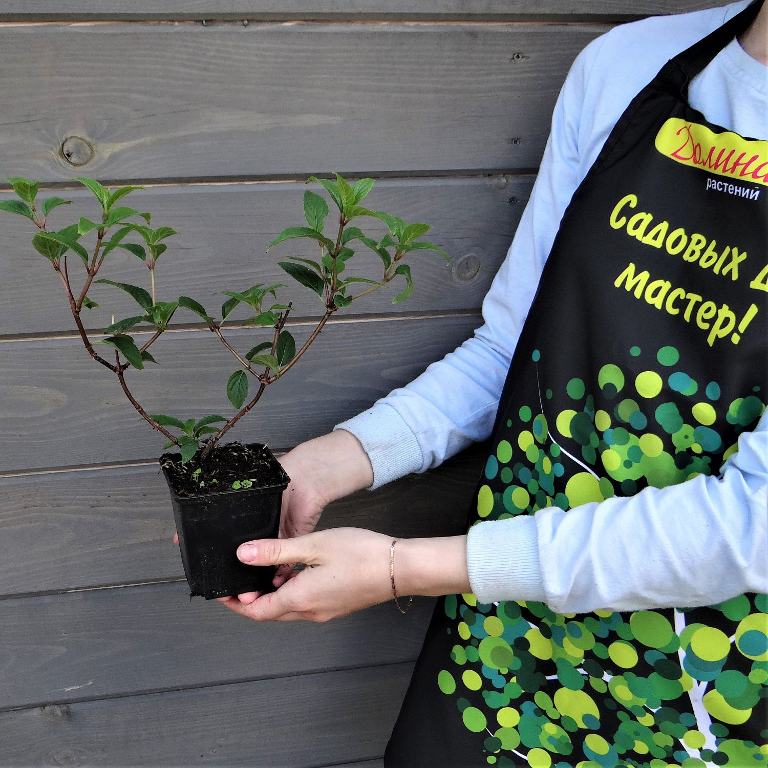 Гортензия метельчатая Ванилла Фрейз фото