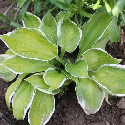 Хоста Капитанс Адвенчур , x Хоста Капитанс Адвенчур , x фото