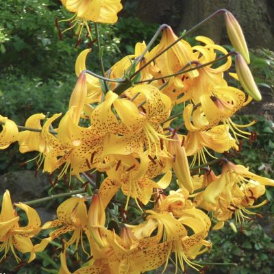 Лилия Лейхтлина Лилия Лейхтлина - Dolina-Sad.Ru