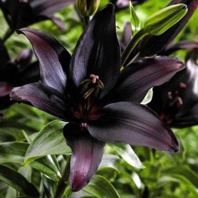 Лилия Ландини фото