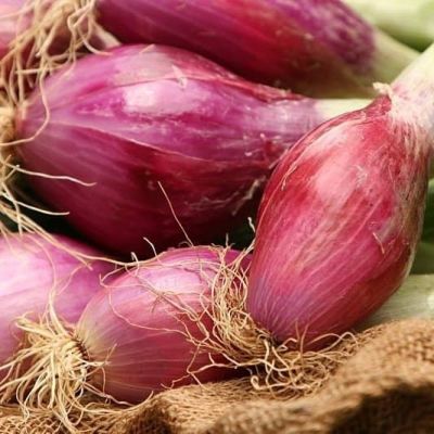 Лук Репчатый Стиляга Н15 Лук Репчатый Стиляга Н15 фото