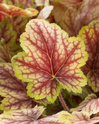 Гейхера Ван Гог Гейхера Ван Гог - Dolina-Sad.Ru