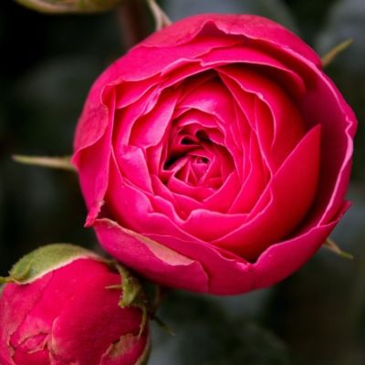 Роза Мэджик Рококо - Dolina-Sad.Ru