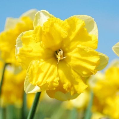 Нарцисс Шантерель Нарцисс Шантерель фото