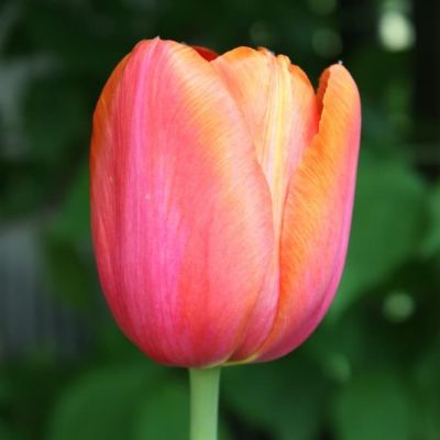 Тюльпан Шарада Тюльпан Шарада фото