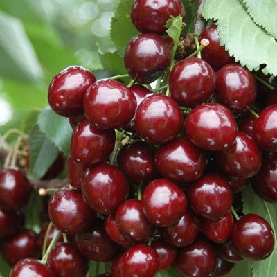 Вишня Малютка Вишня Малютка фото