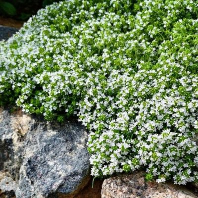 Тимьян ползучий Альбус , P9 Тимьян ползучий Альбус , P9 фото