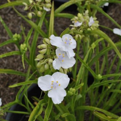 Традесканция андерсона Литл Вайт Долл - Dolina-Sad.Ru