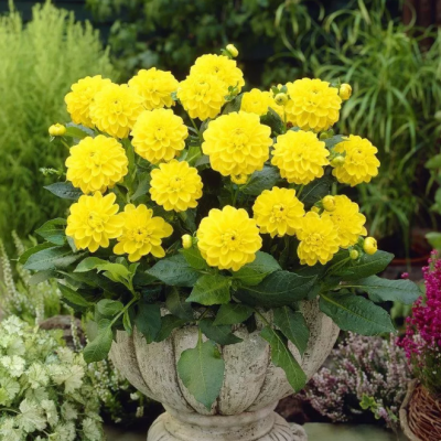 Георгина Сиса Георгина Сиса фото