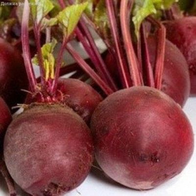 Свекла Браво Свекла Браво фото