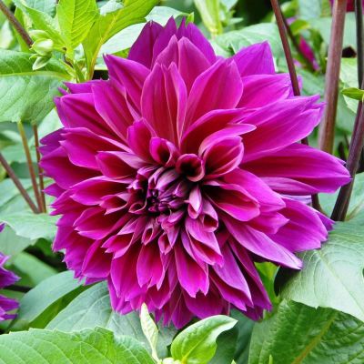 Георгина Томас Эдисон Георгина Томас Эдисон фото