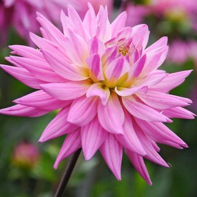 Георгина Карма Пинк Корона Георгина Карма Пинк Корона - Dolina-Sad.Ru