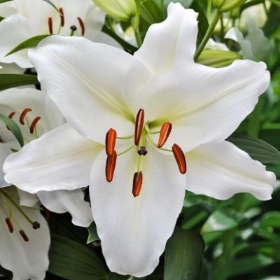 Лилия Премиум Блонд Лилия Премиум Блонд фото