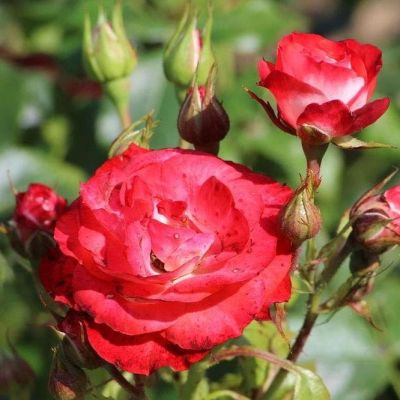 Роза Плантэн ун блюэн фото